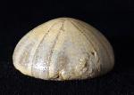 Holectypus depressus (LESKE 1778) - Bild © FossNet FossilienStore